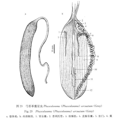 弓形革囊星蟲